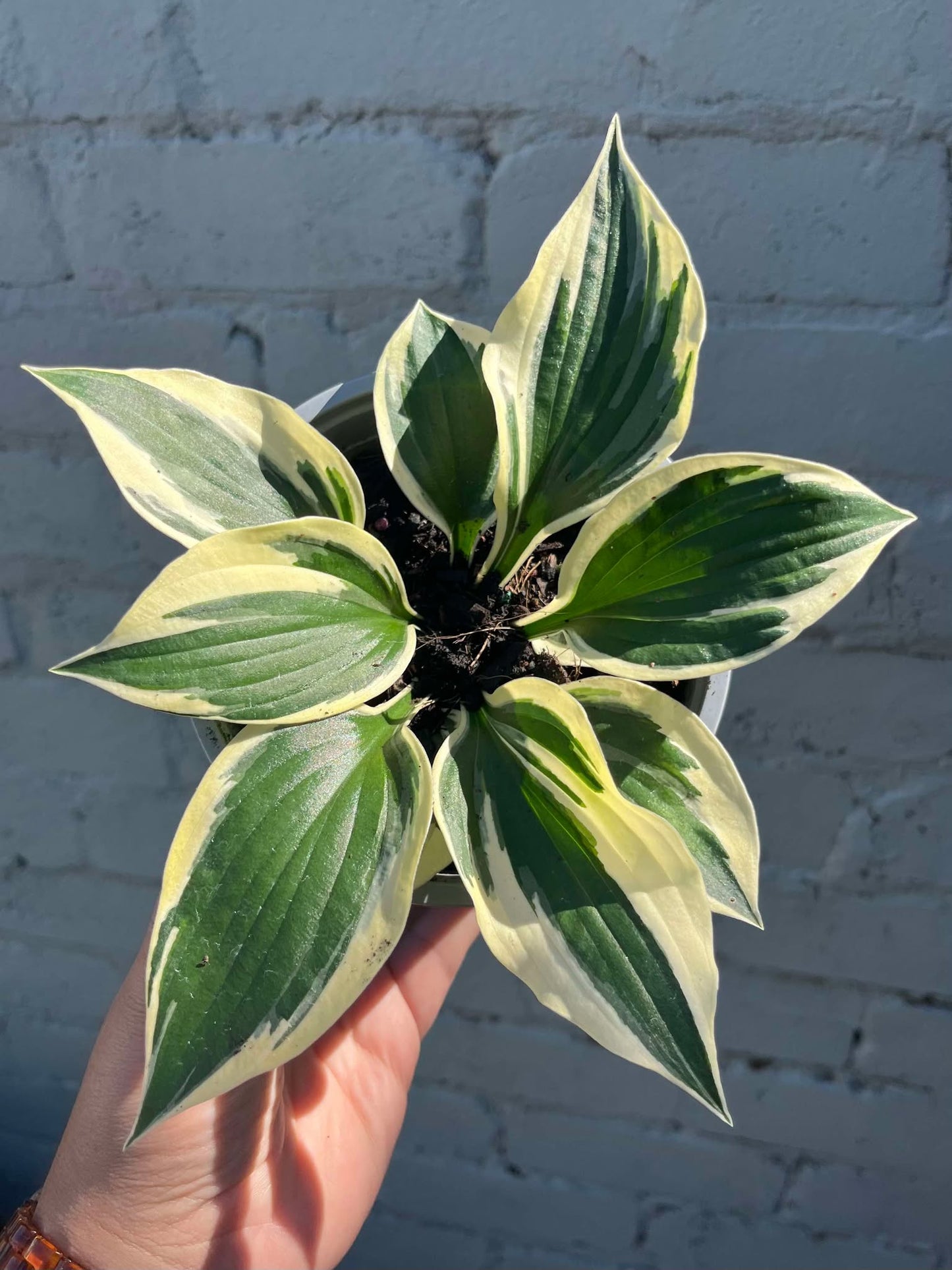 Hosta Minute Man