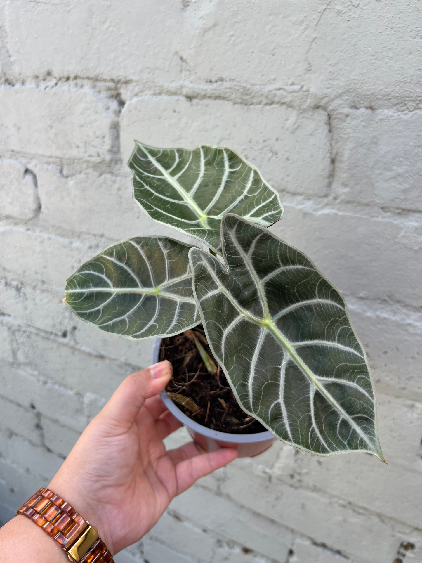 Alocasia Watsoniana