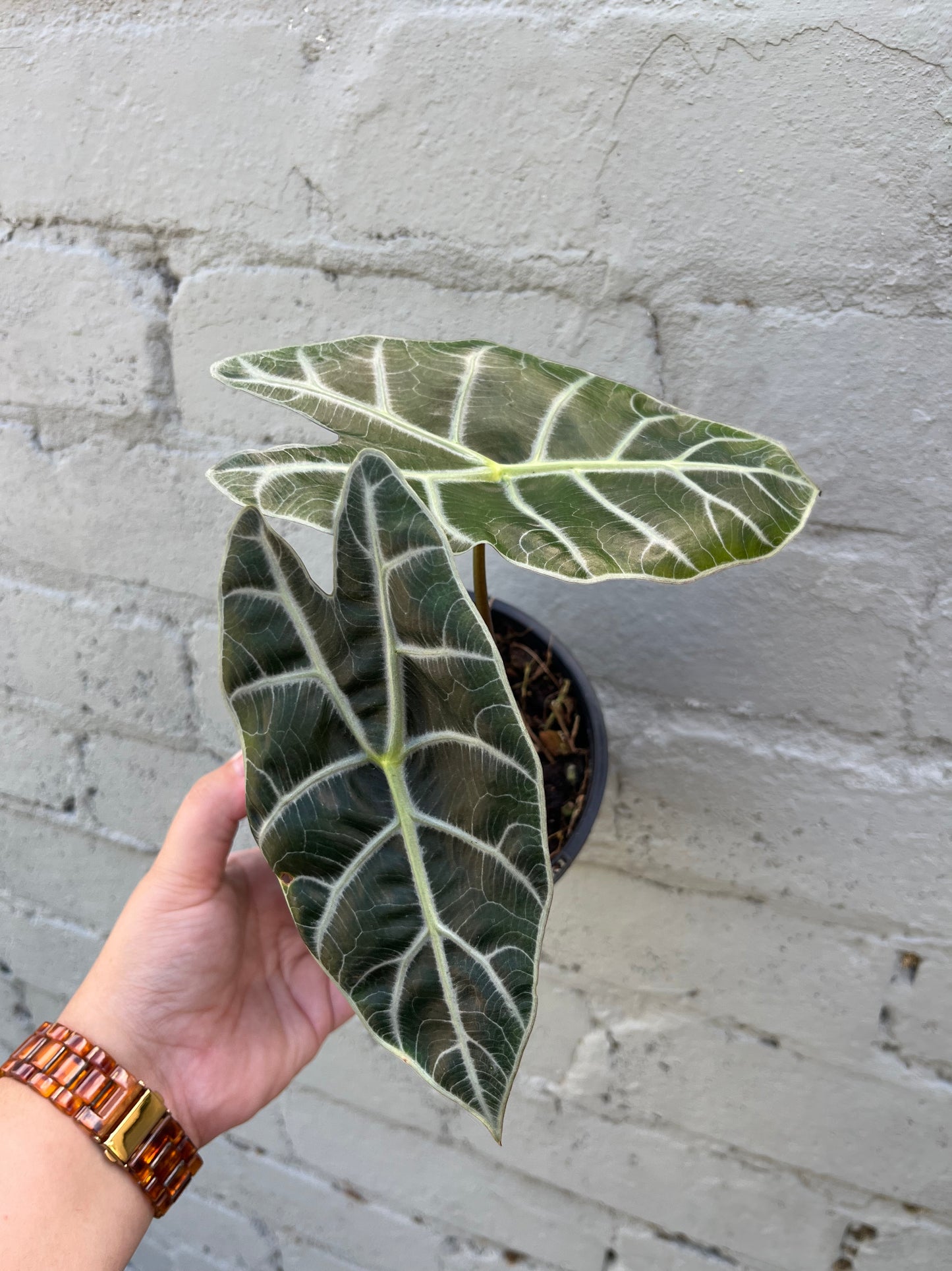 Alocasia Watsoniana