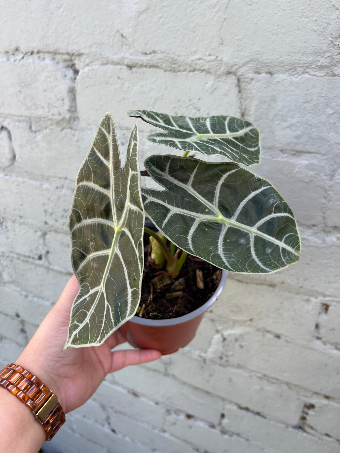 Alocasia Watsoniana