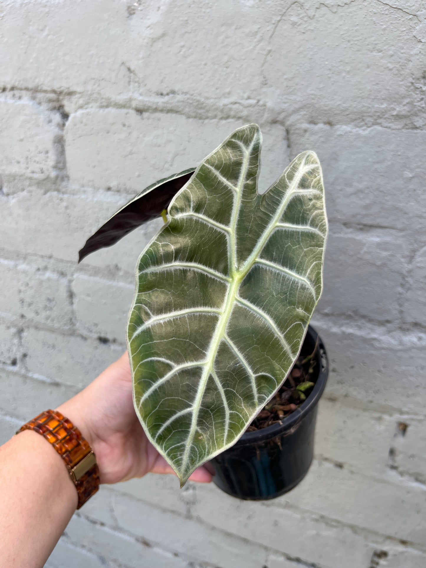 Alocasia Watsoniana