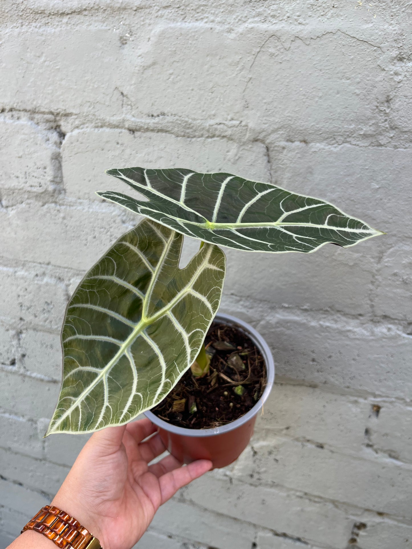 Alocasia Watsoniana