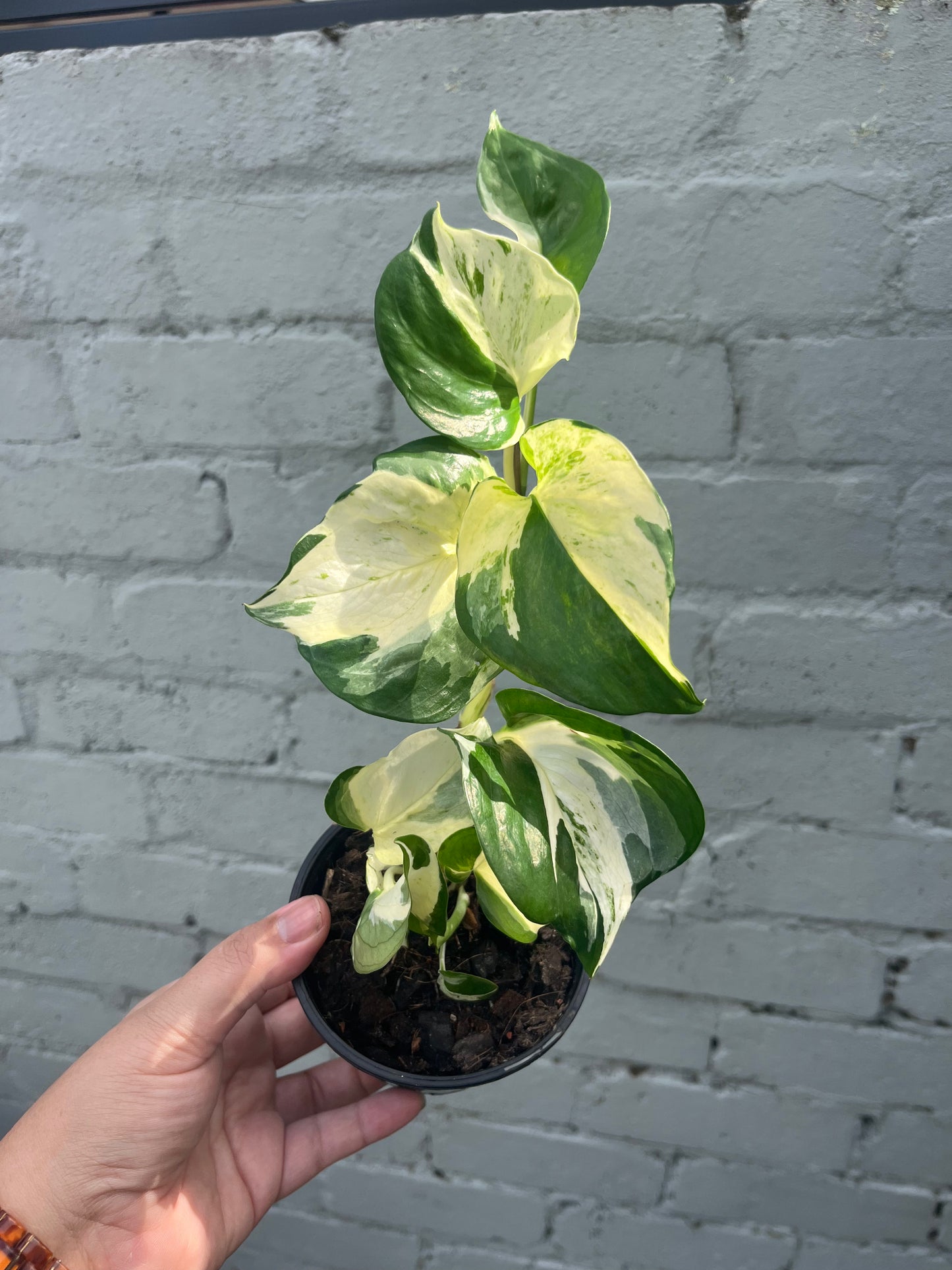 Manjula Pothos Epipremnum Aureum