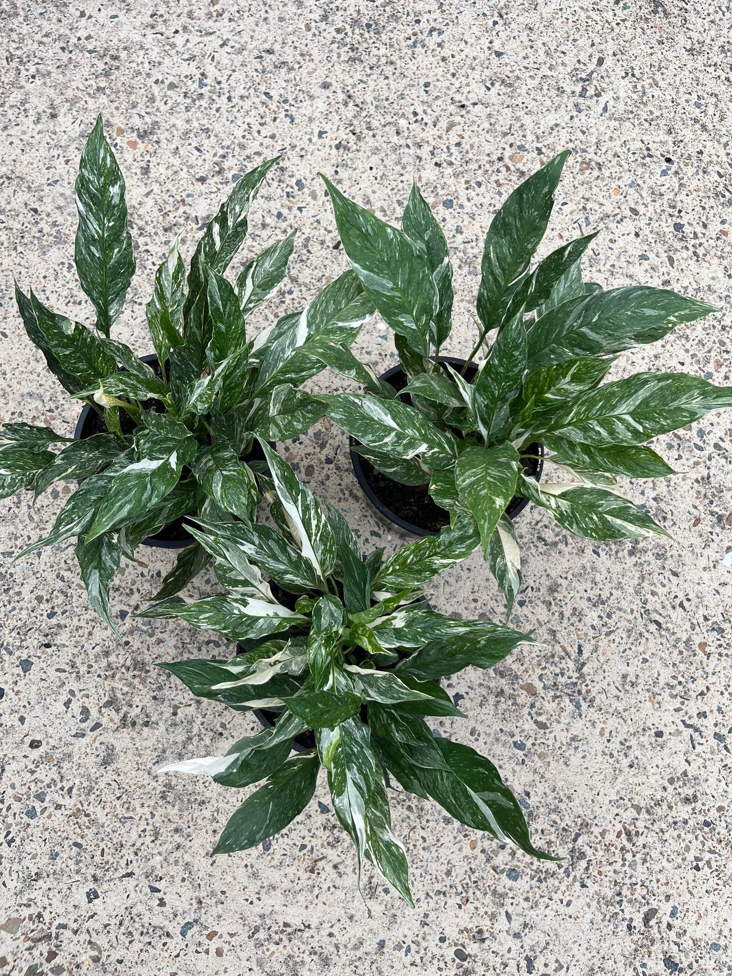 Peace Lily 'Domino' PICKUP OR LOCAL DELIVERY ONLY