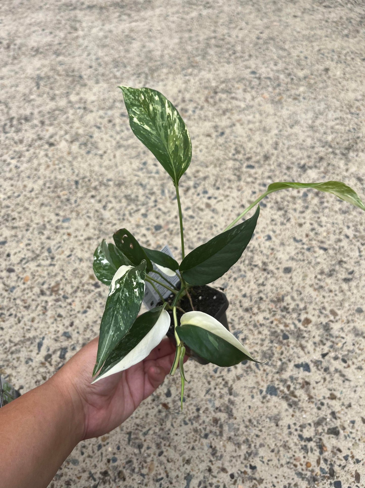 Epipremnum Pinnatum Variegata