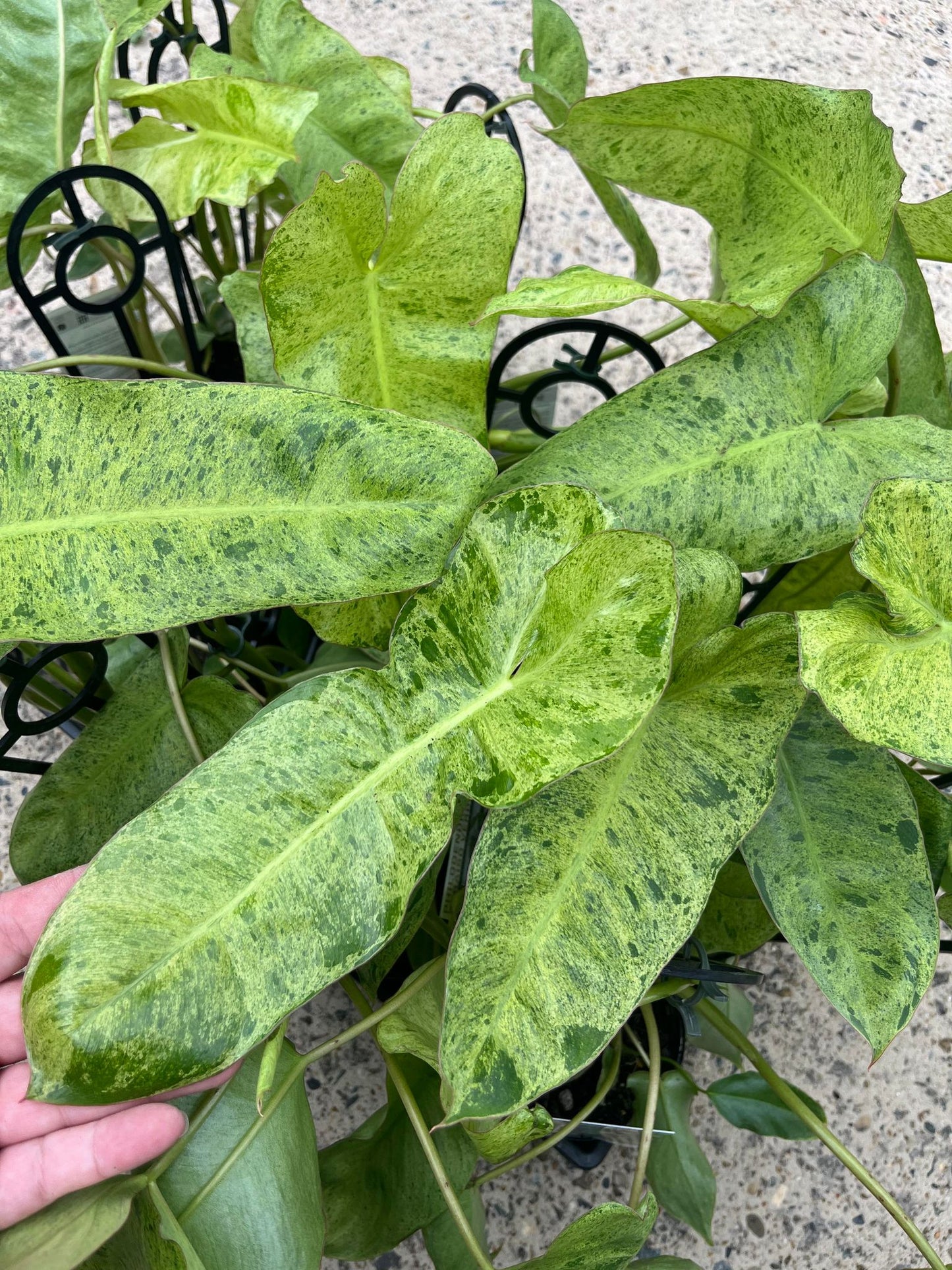 Philodendron Paraiso Verde