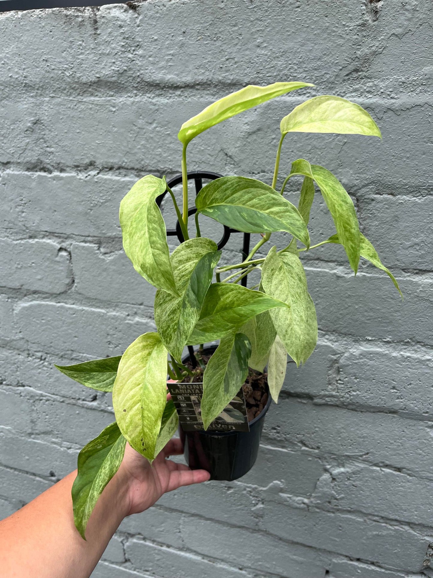 Monstera Laniata Variegata