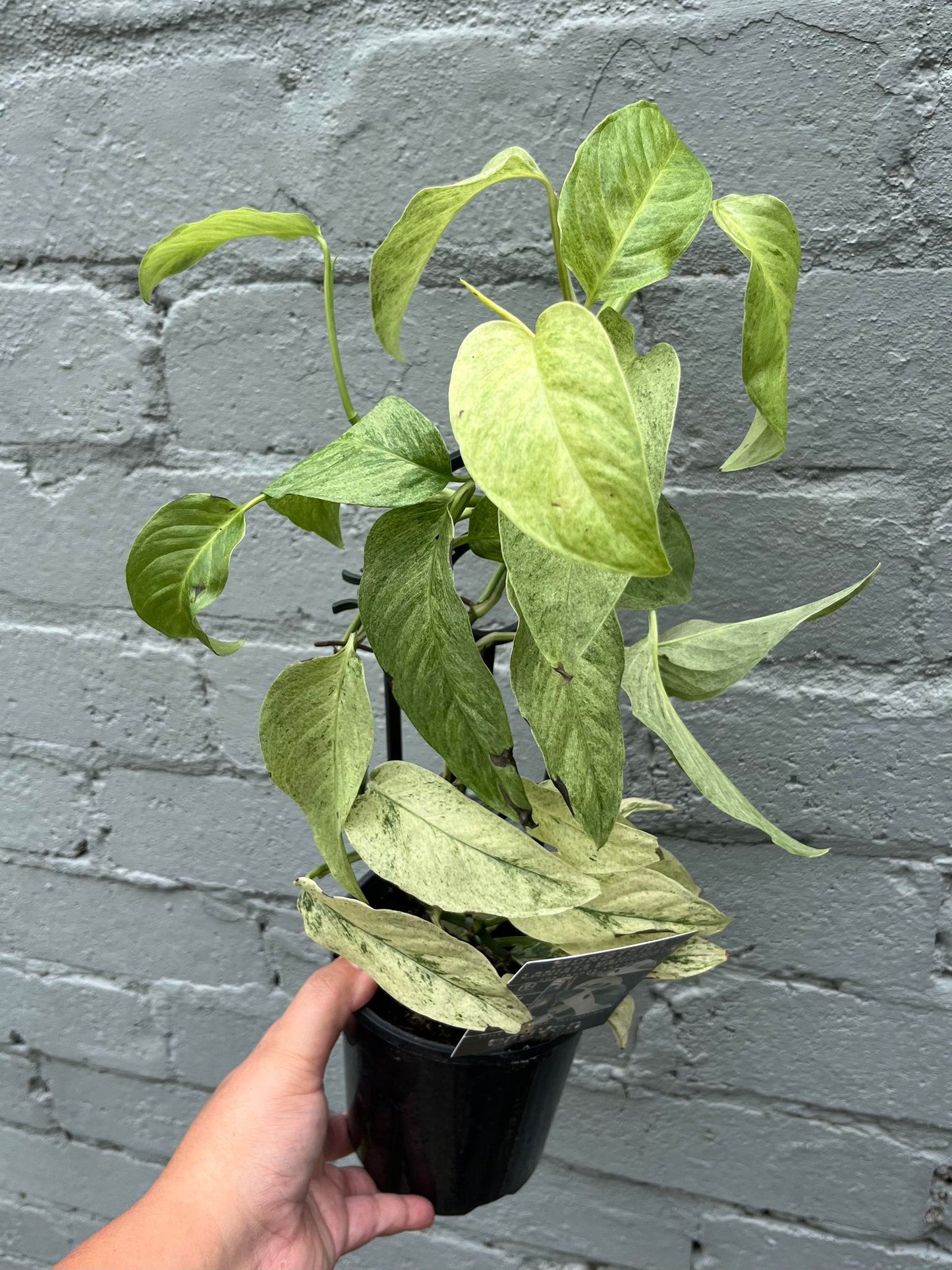 Monstera Laniata Variegata