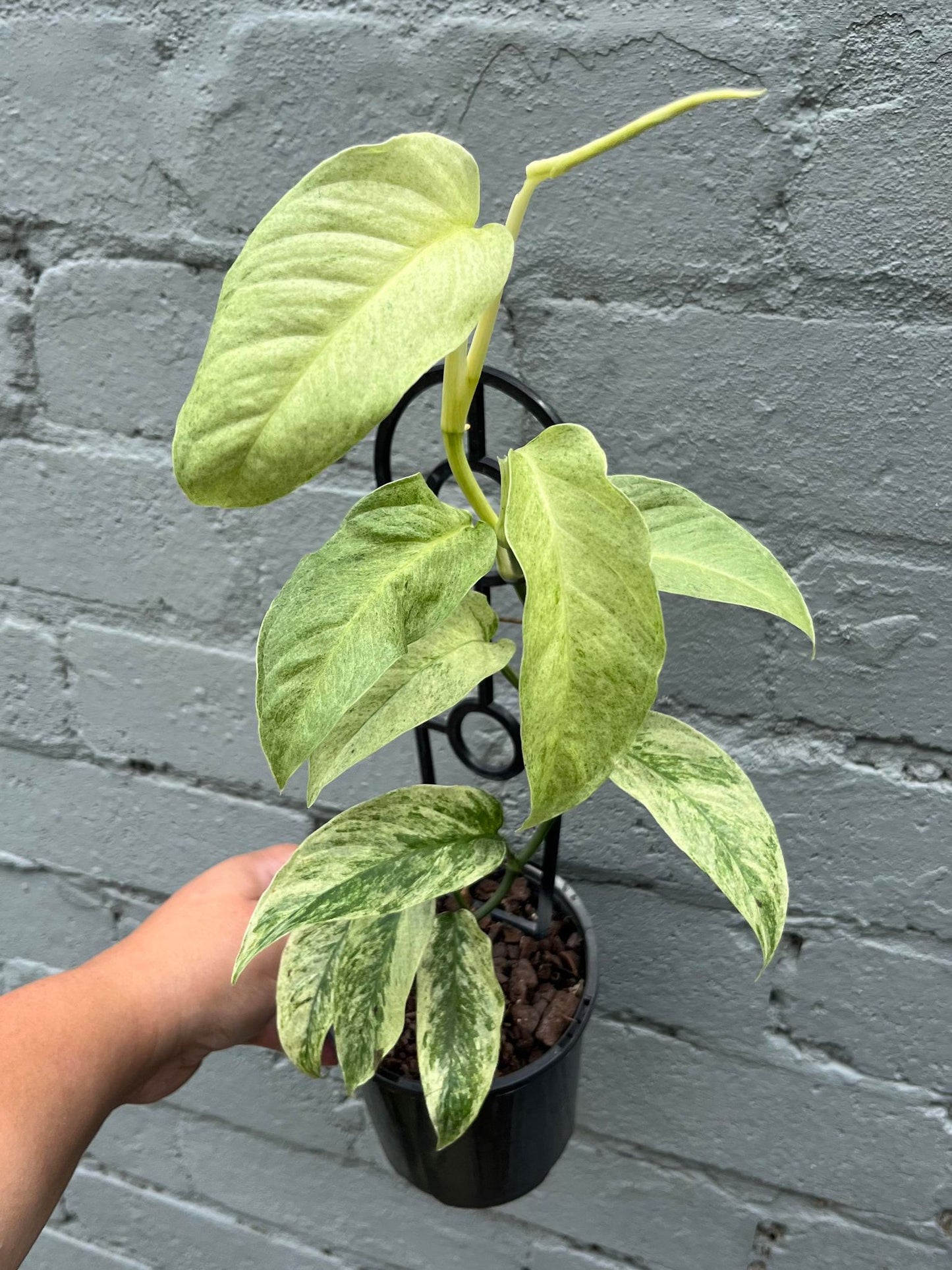 Monstera Laniata Variegata