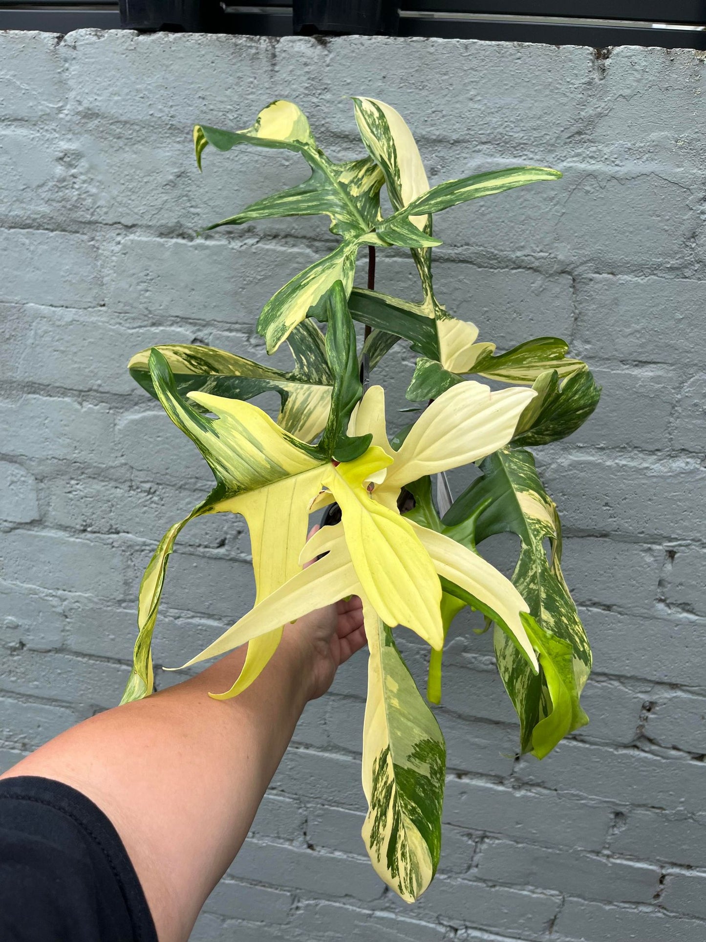 Philodendron Florida Beauty (High Var)
