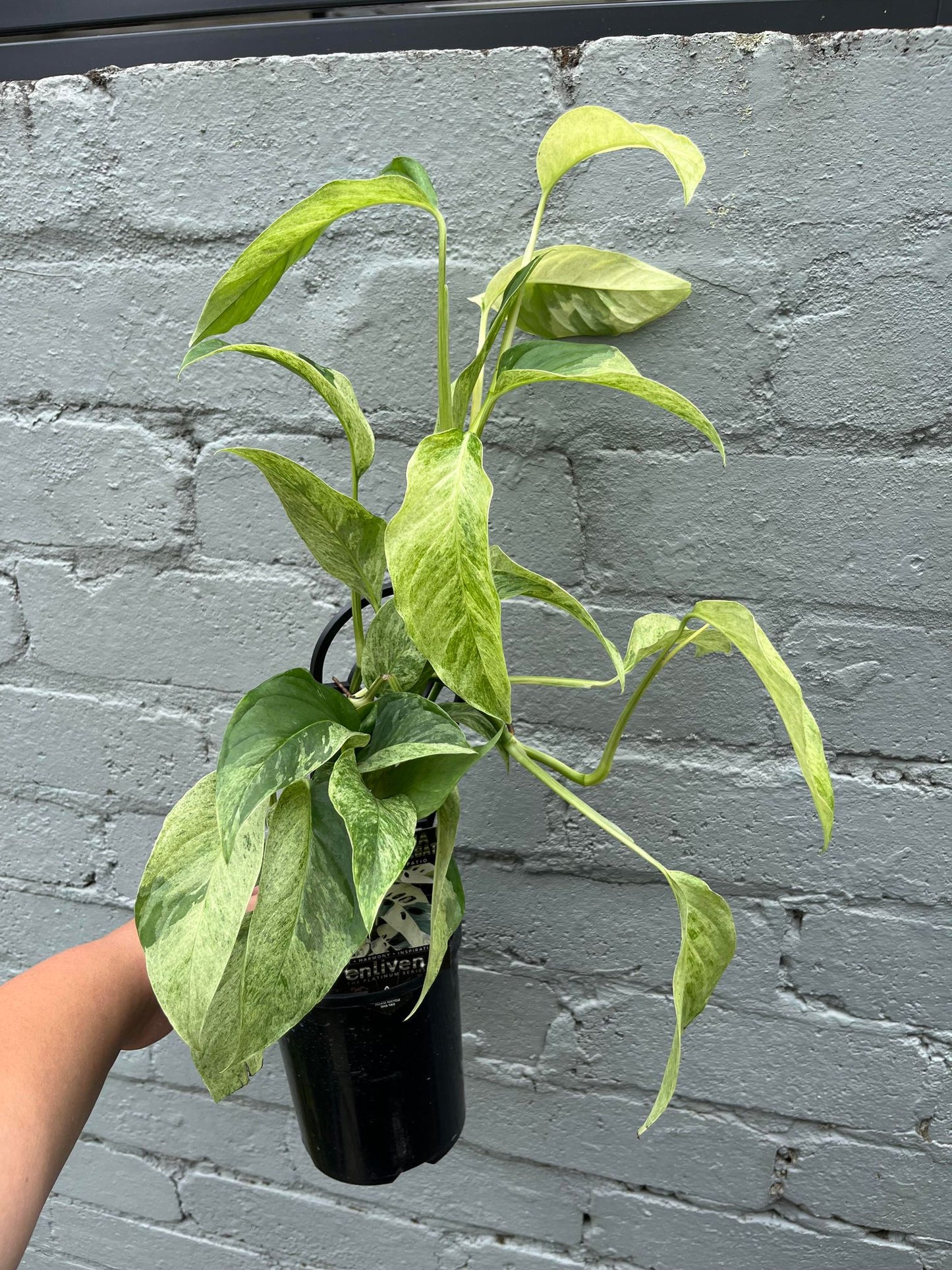 Monstera Laniata Variegata