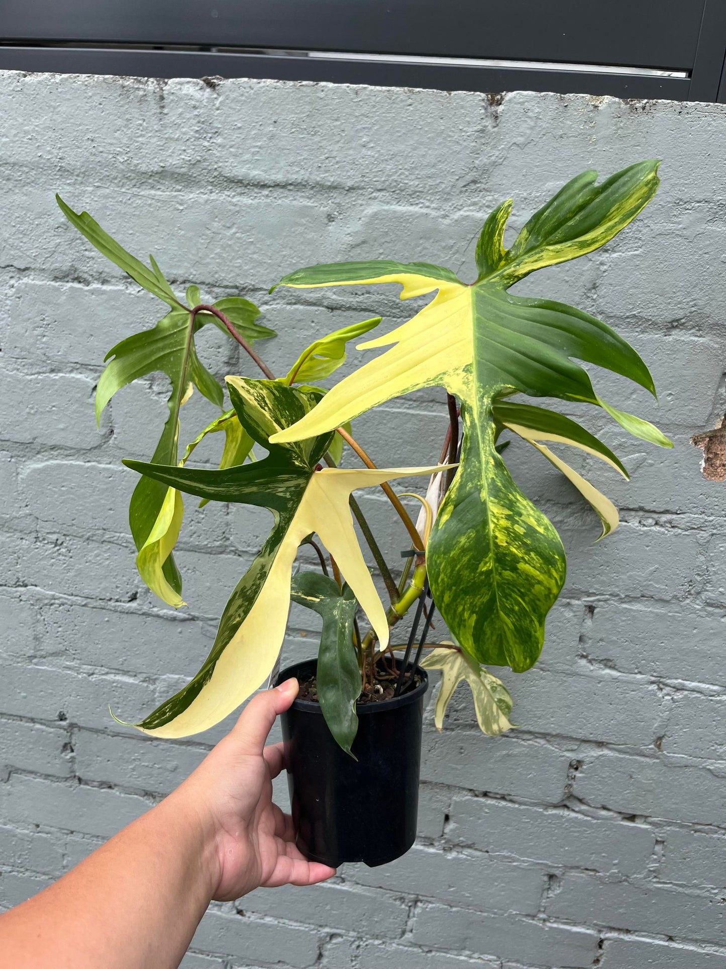 Philodendron Florida Beauty (High Var)