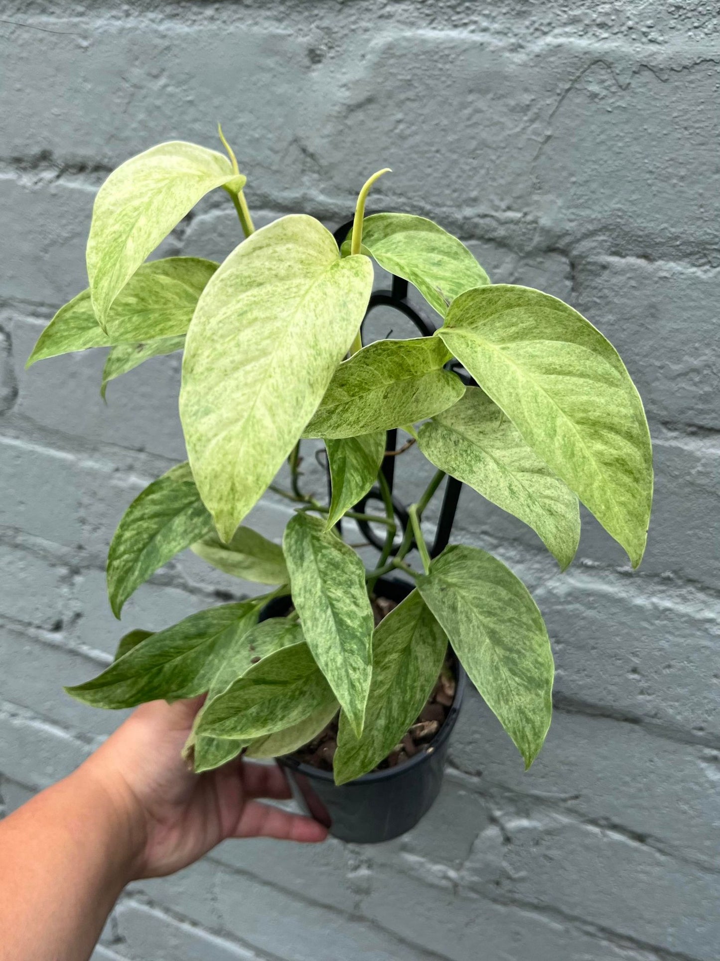 Monstera Laniata Variegata