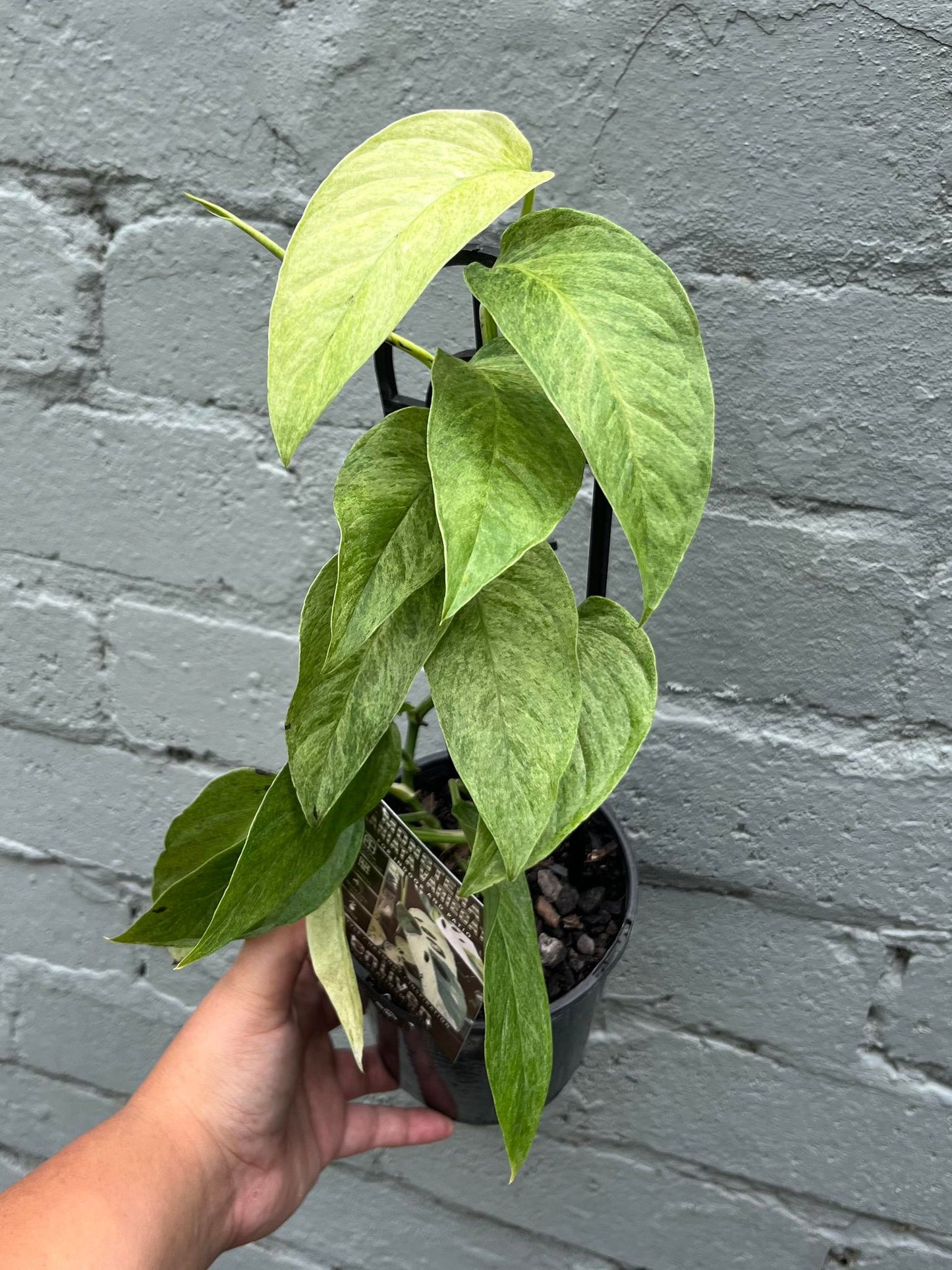 Monstera Laniata Variegata