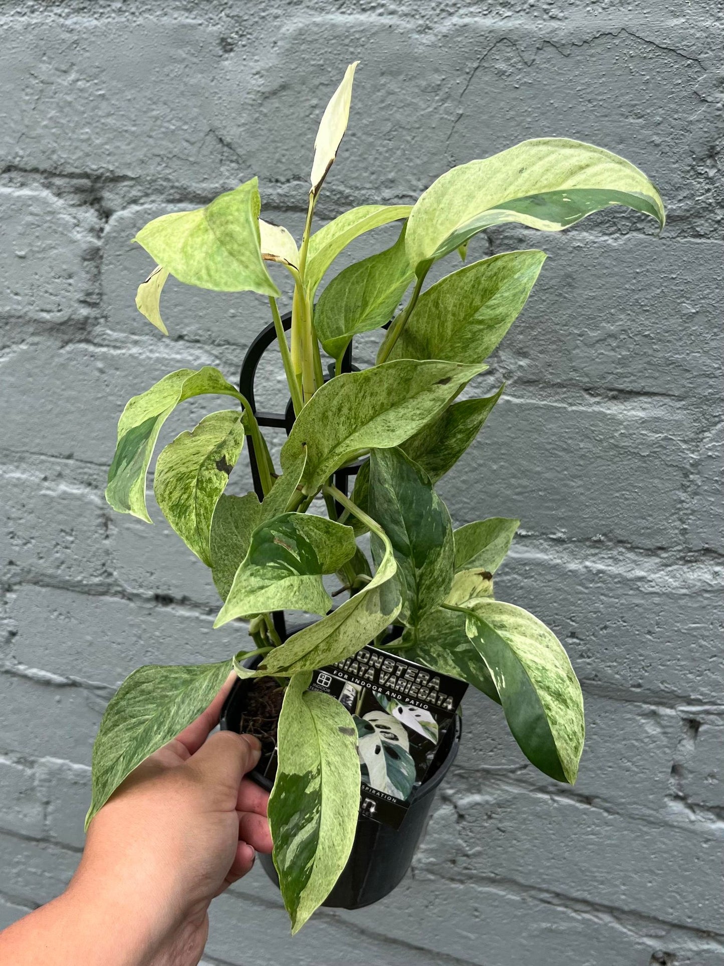 Monstera Laniata Variegata