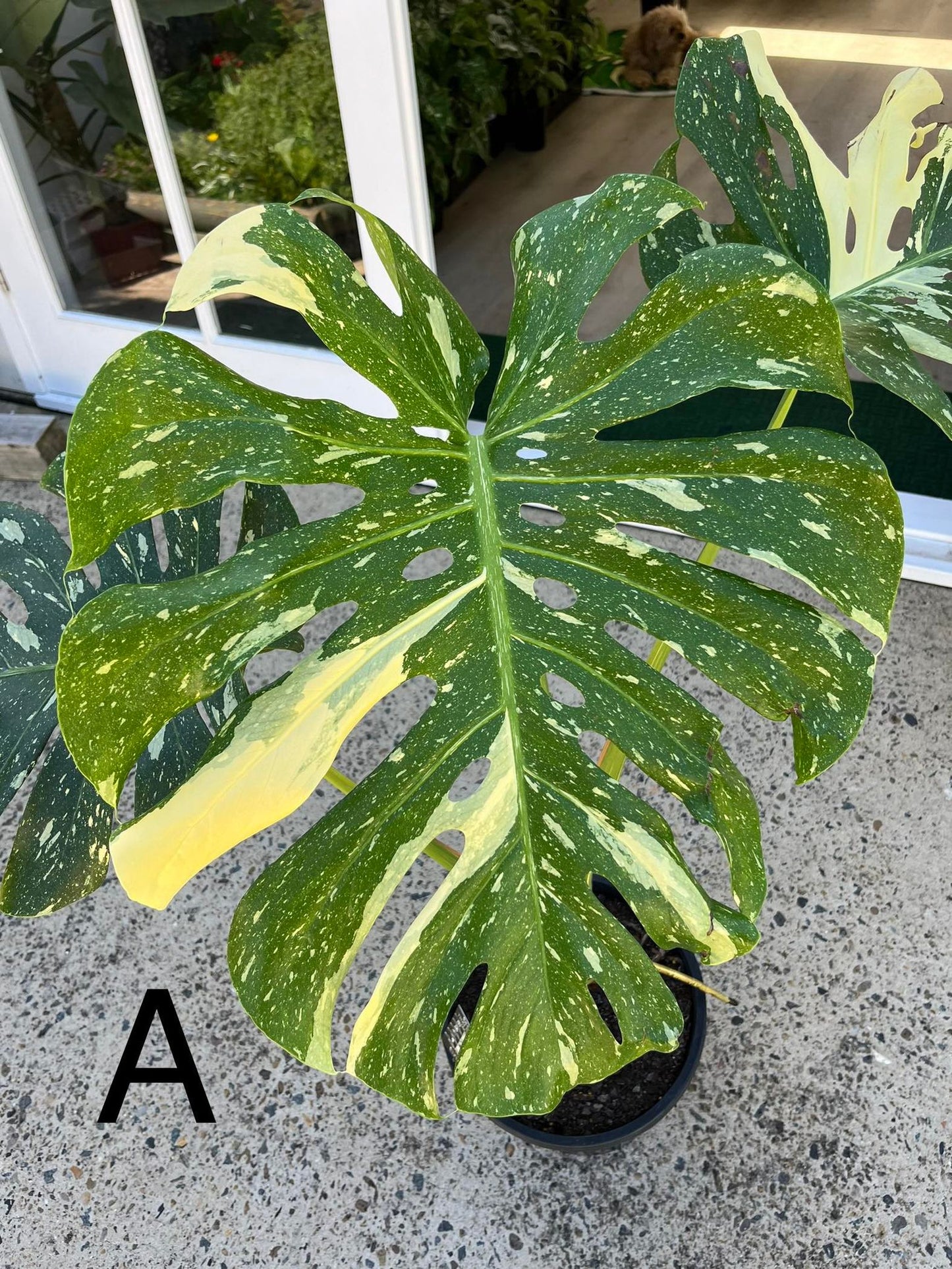 Monstera Thai Constellation (PICKUP OR LOCAL DELIVERY ONLY)