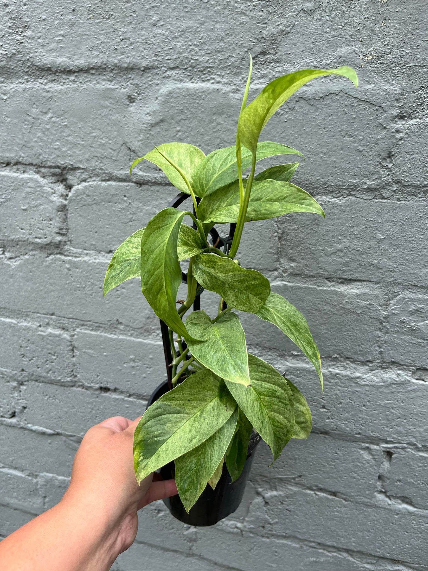 Monstera Laniata Variegata