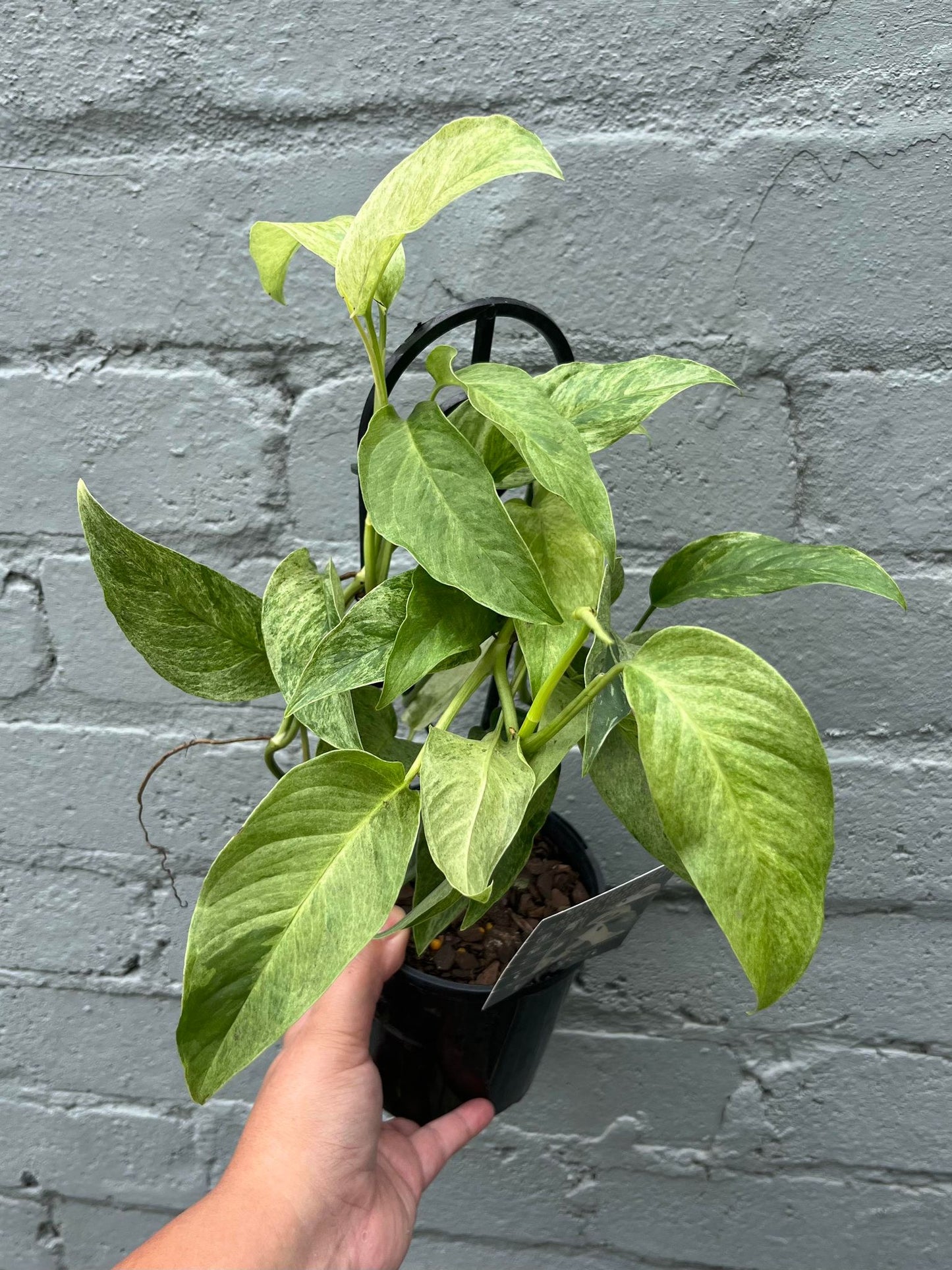 Monstera Laniata Variegata