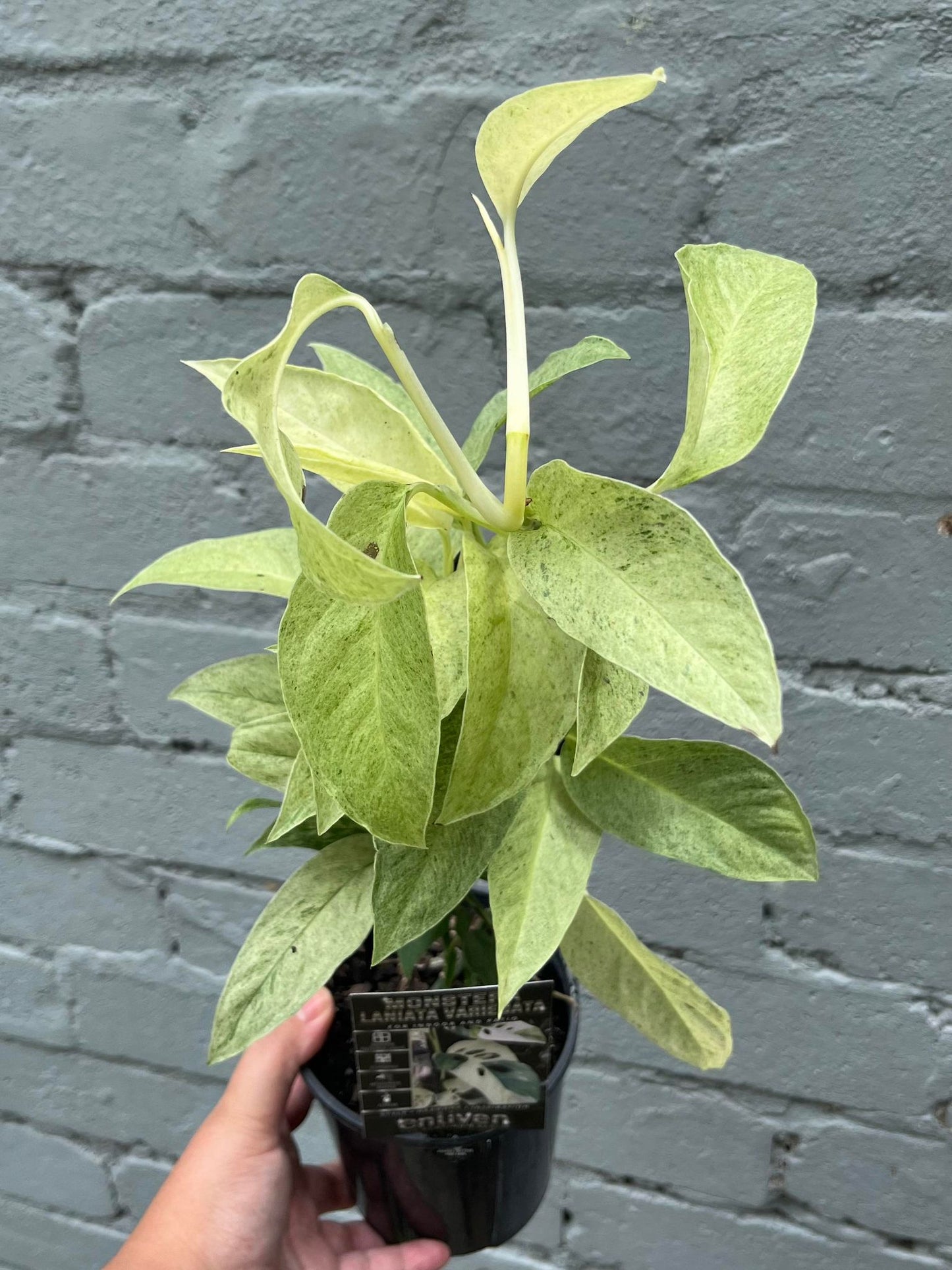 Monstera Laniata Variegata