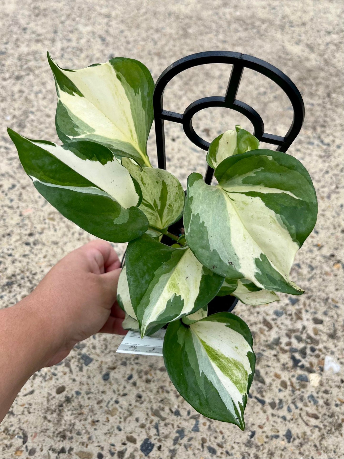 Manjula Pothos Epipremnum Aureum