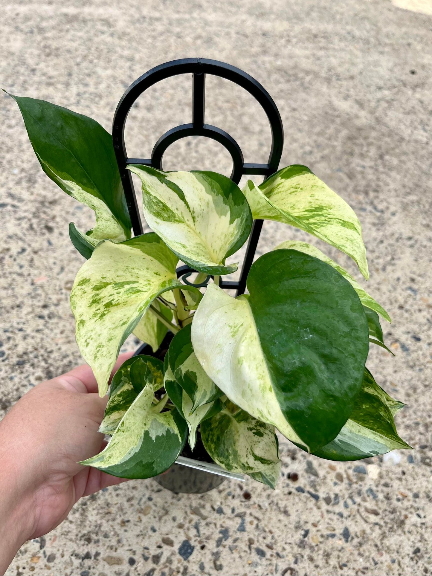 Manjula Pothos Epipremnum Aureum