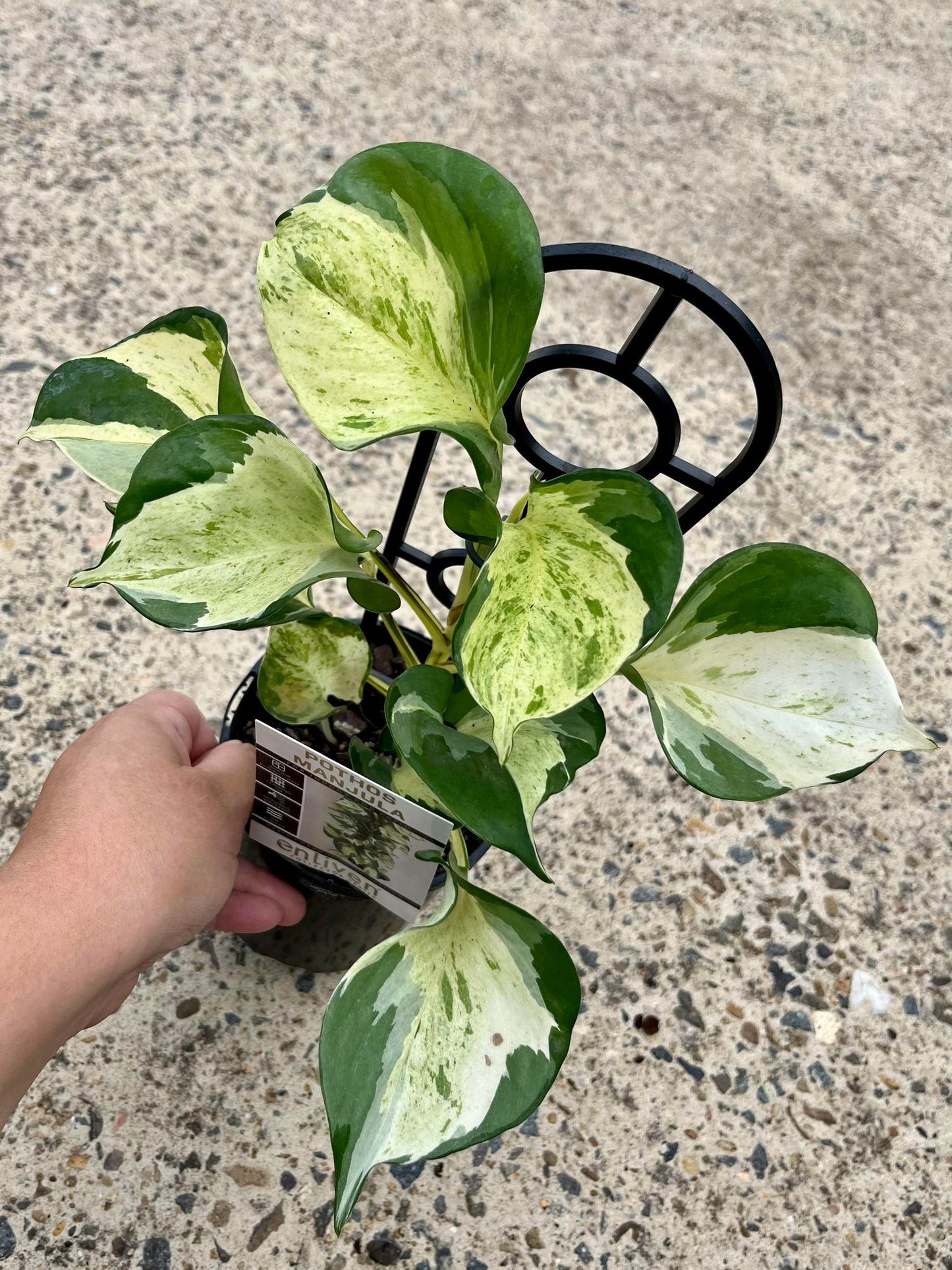 Manjula Pothos Epipremnum Aureum