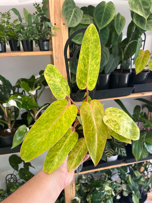 Philodendron 'Painted Lady'