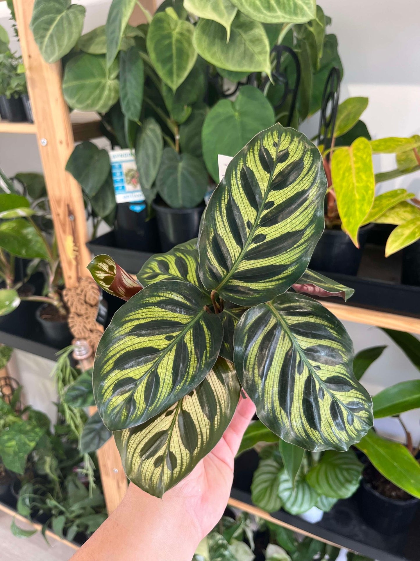 Calathea Makoyana