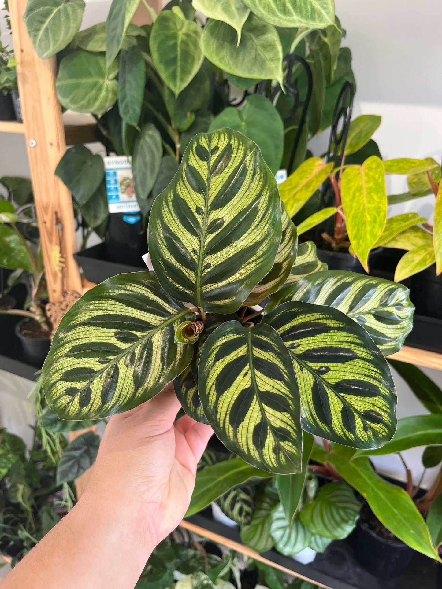 Calathea Makoyana