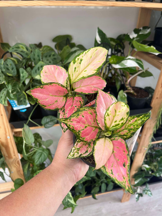 Aglaonema Red Valentine