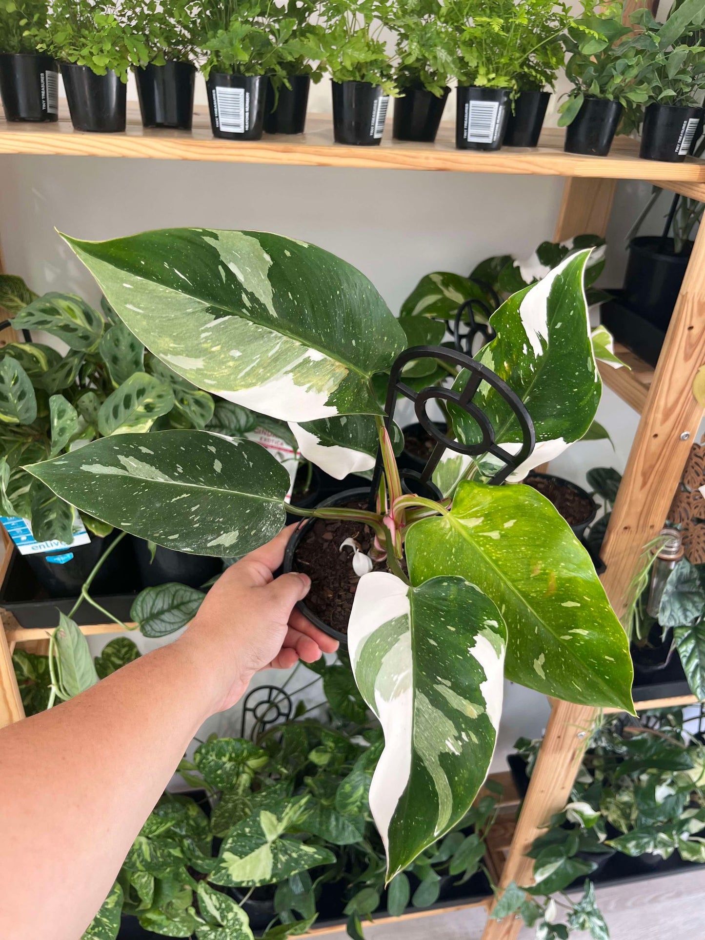 Philodendron White Princess