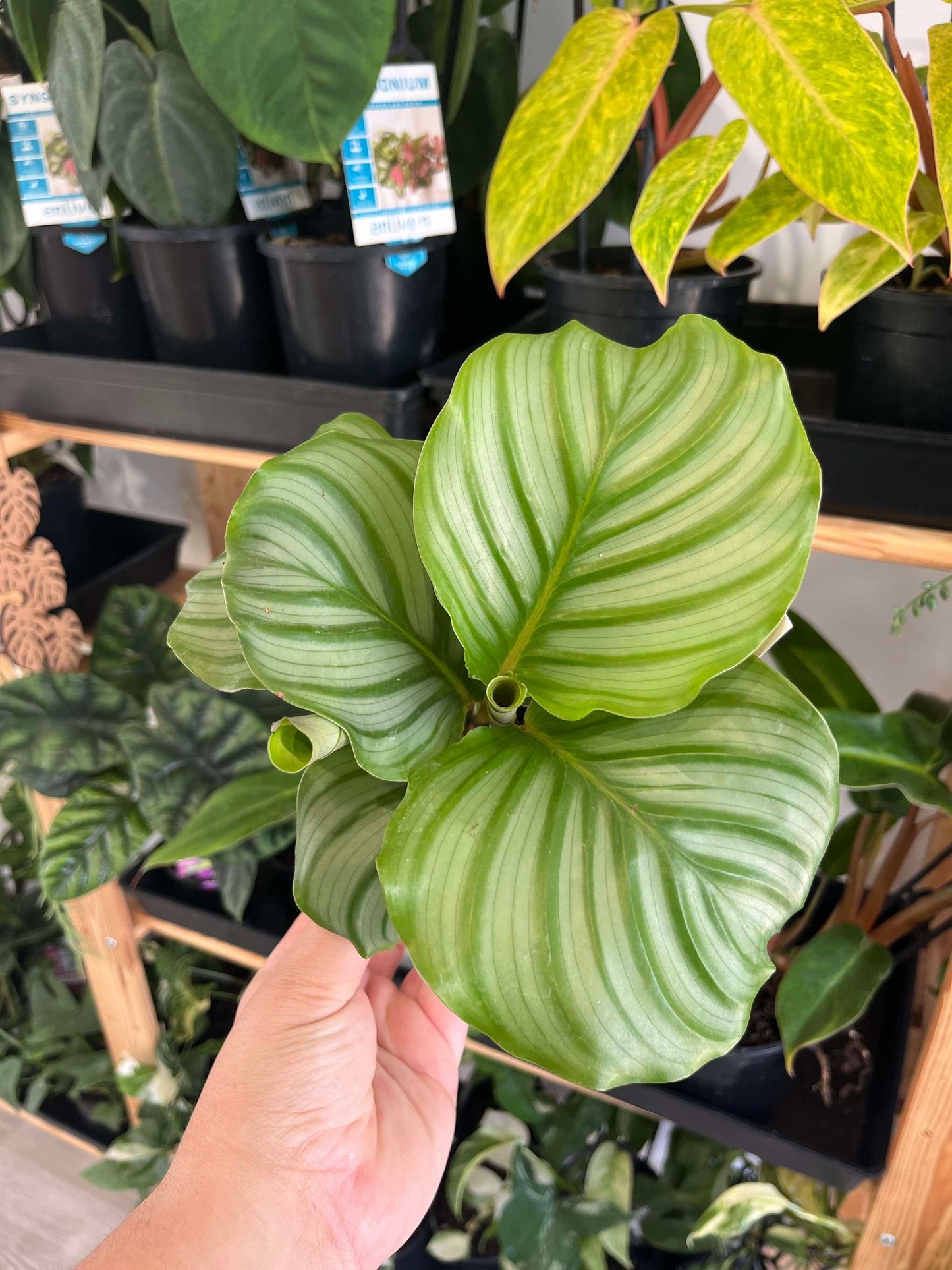 Calathea Orbifolia