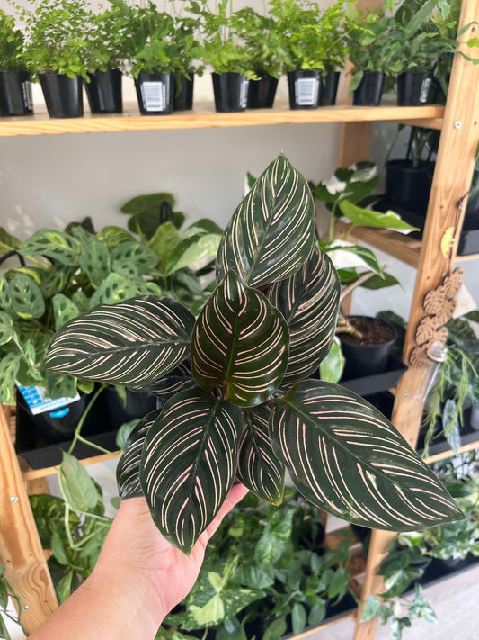 Calathea Sanderiana