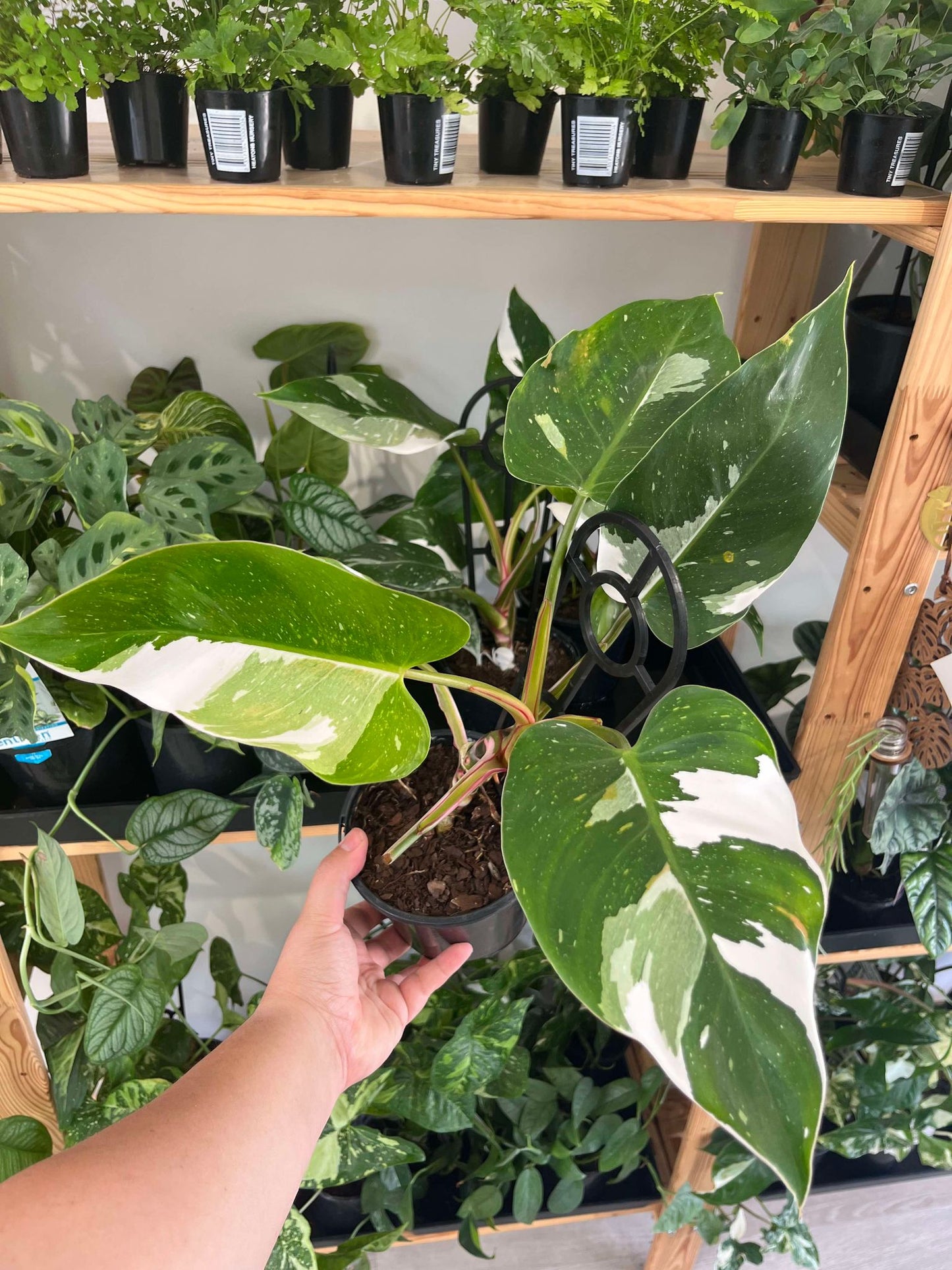 Philodendron White Princess