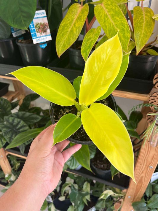 Philodendron Imperial Gold