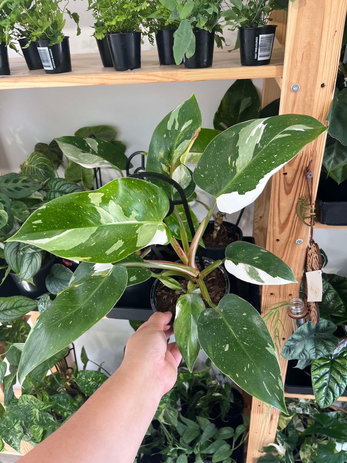 Philodendron White Princess