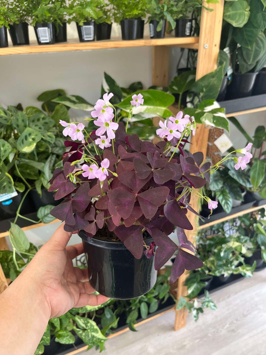 Oxalis Triangularis Purple Shamrock