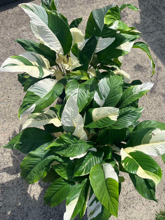 'Picasso' Peace Lily Spathiphyllum PICKUP OR LOCAL DELIVERY ONLY