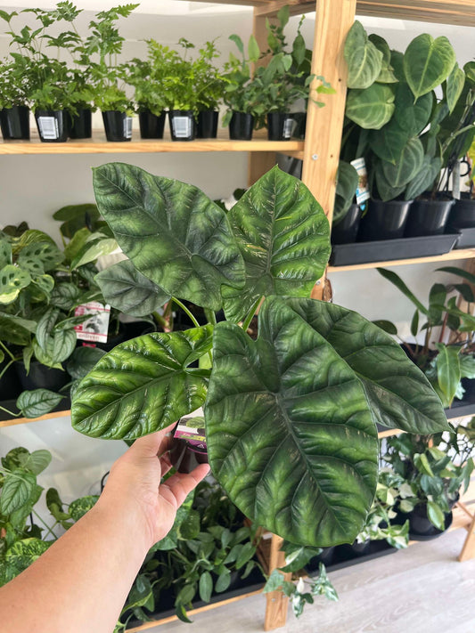 Alocasia Sinuata