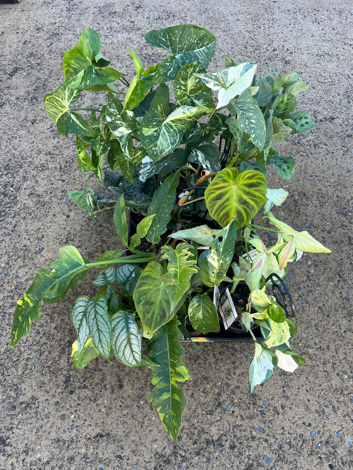 PLANT TRAYS - 10 plants! PICKUP/LOCAL DELIVERY ONLY