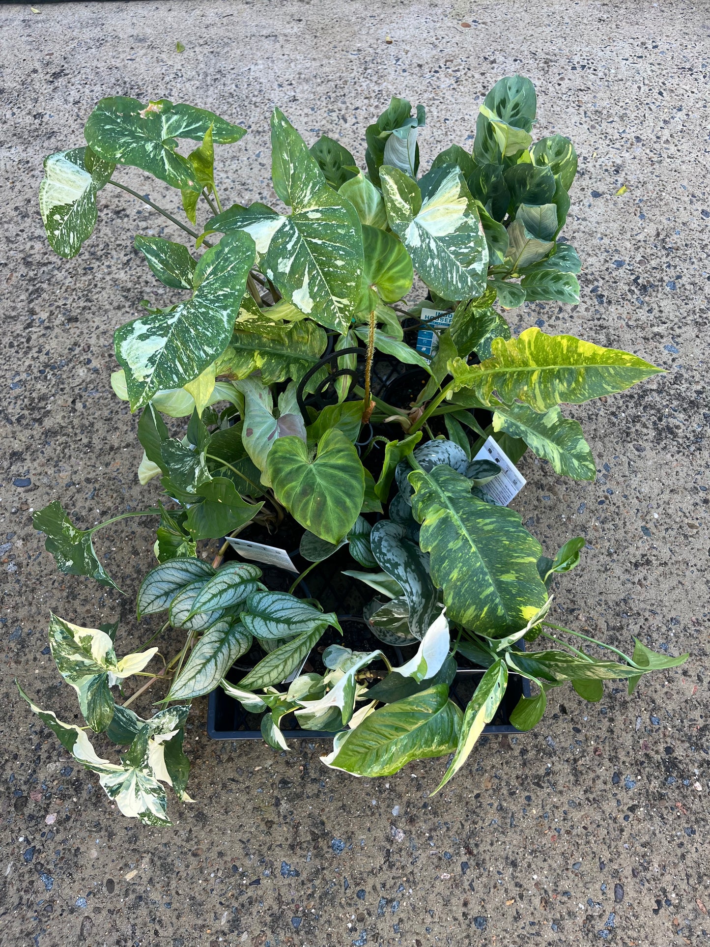 PLANT TRAYS - 10 plants! PICKUP/LOCAL DELIVERY ONLY