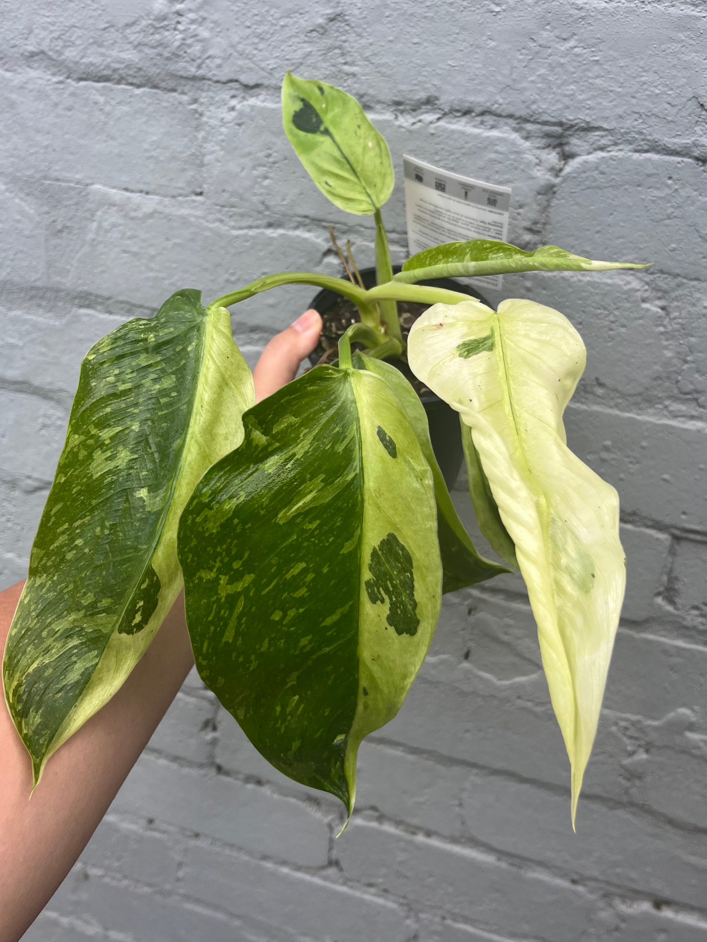 Philodendron Jose Buono