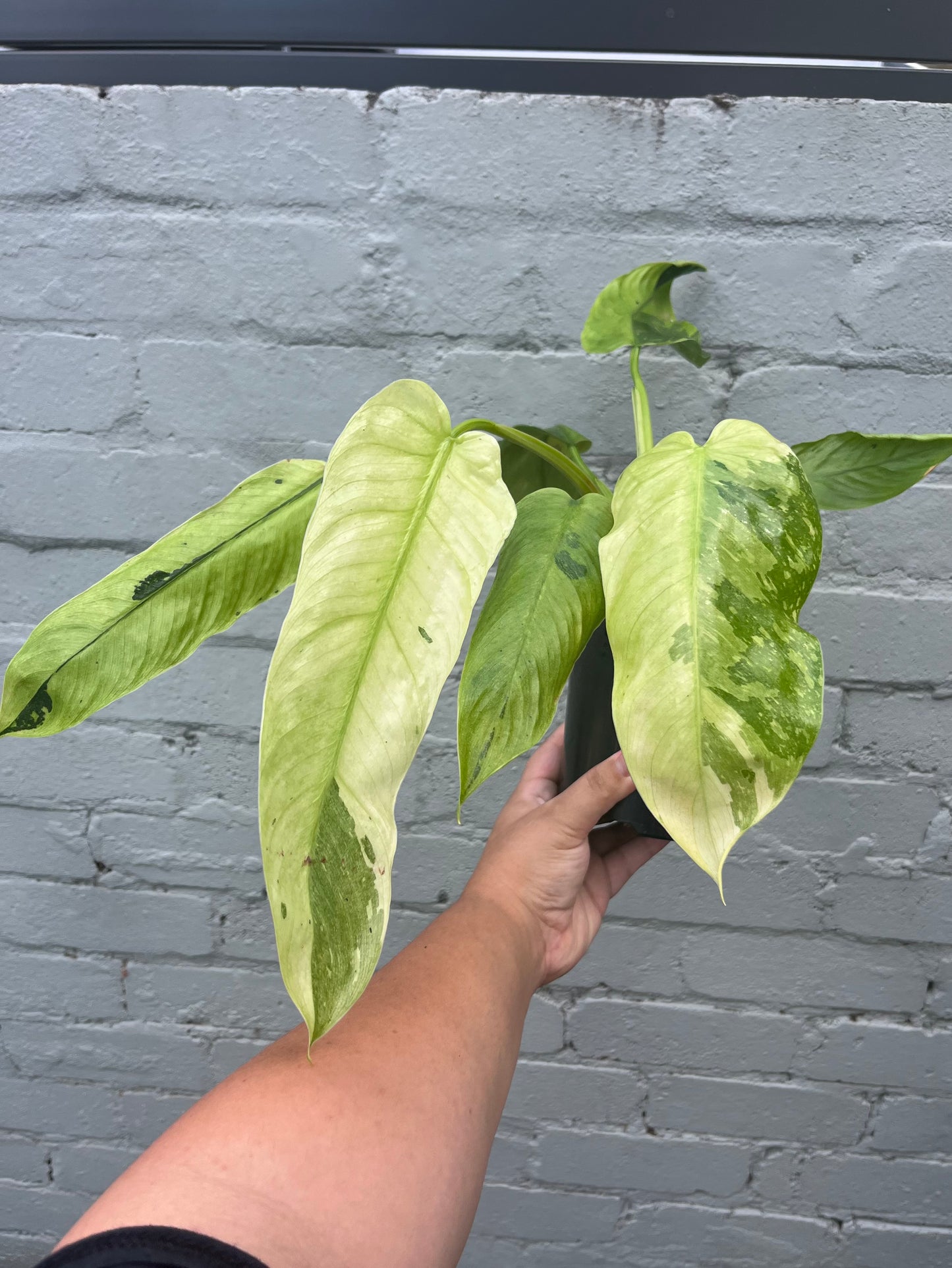 Philodendron Jose Buono