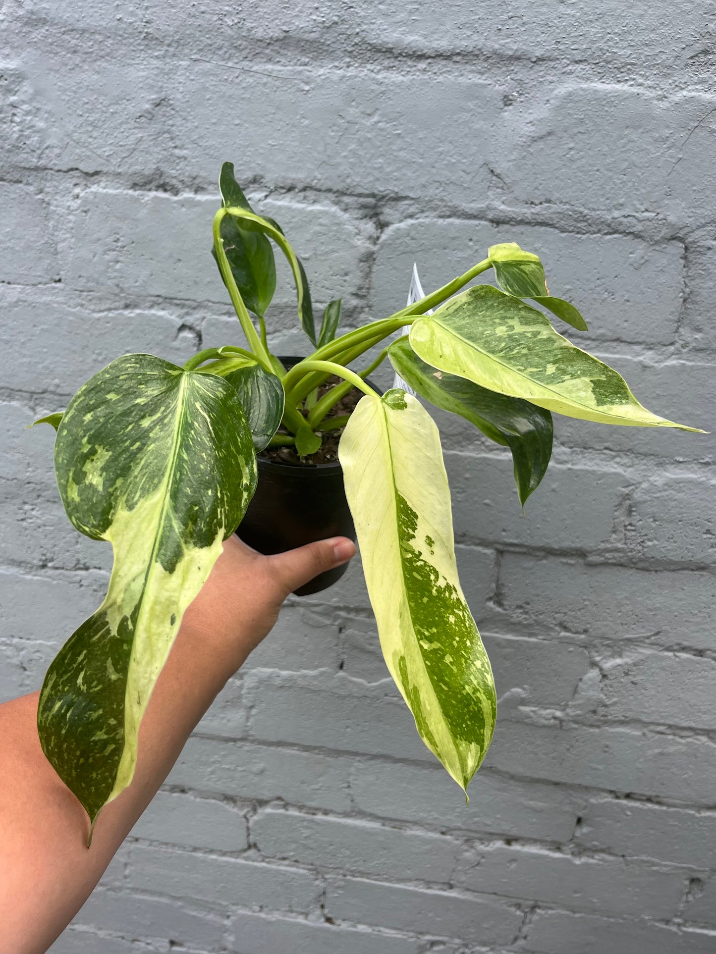 Philodendron Jose Buono