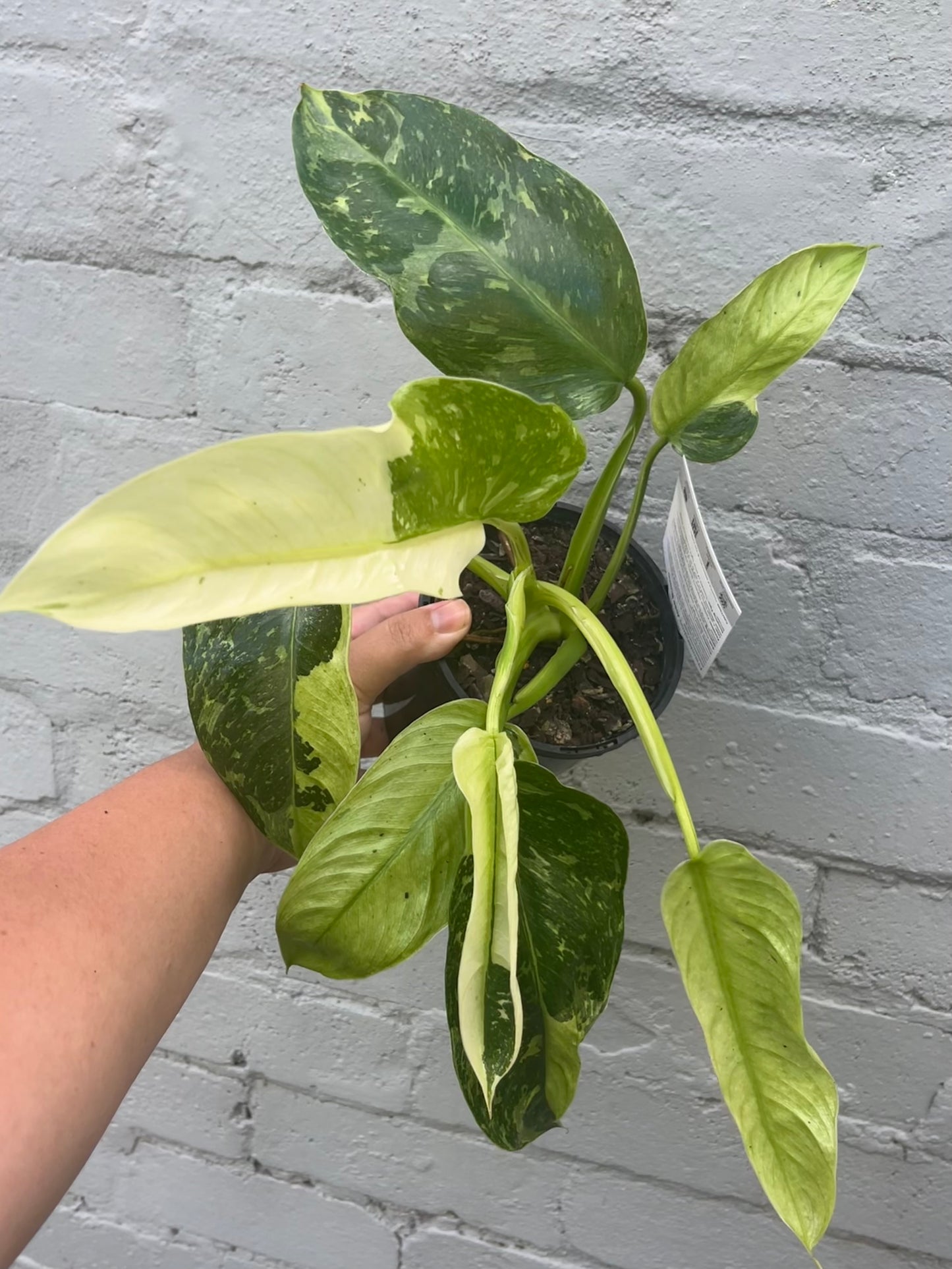 Philodendron Jose Buono