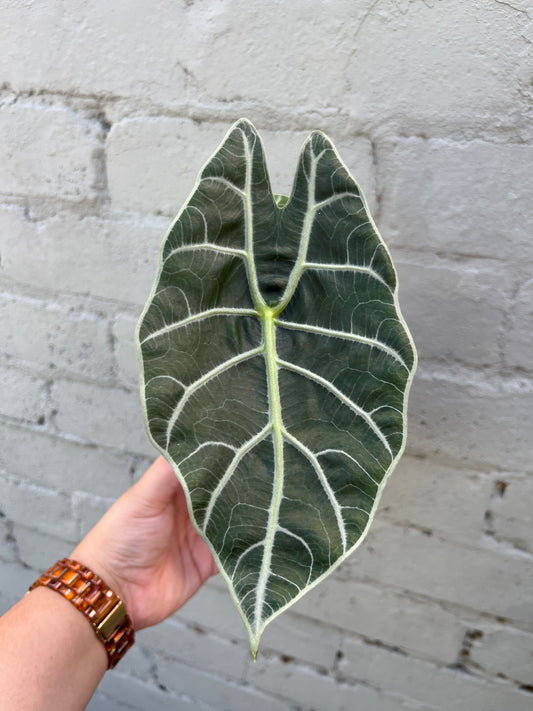 Alocasia Watsoniana