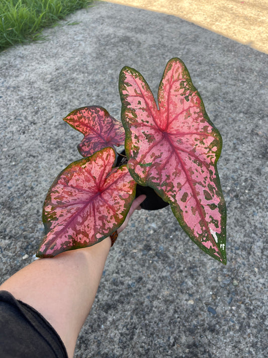 Caladium Pink Camouflage