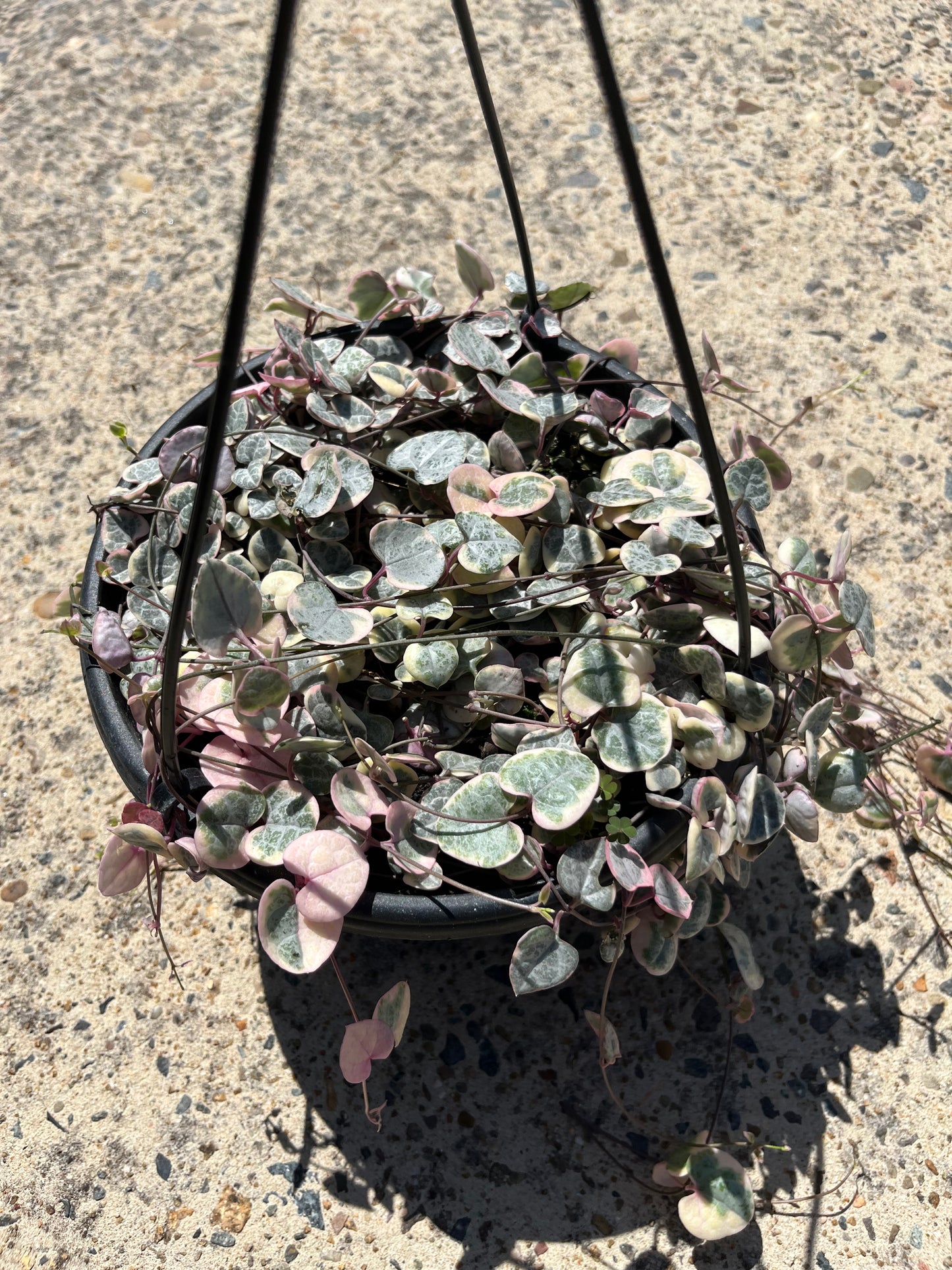 Variegated Chain Of Hearts