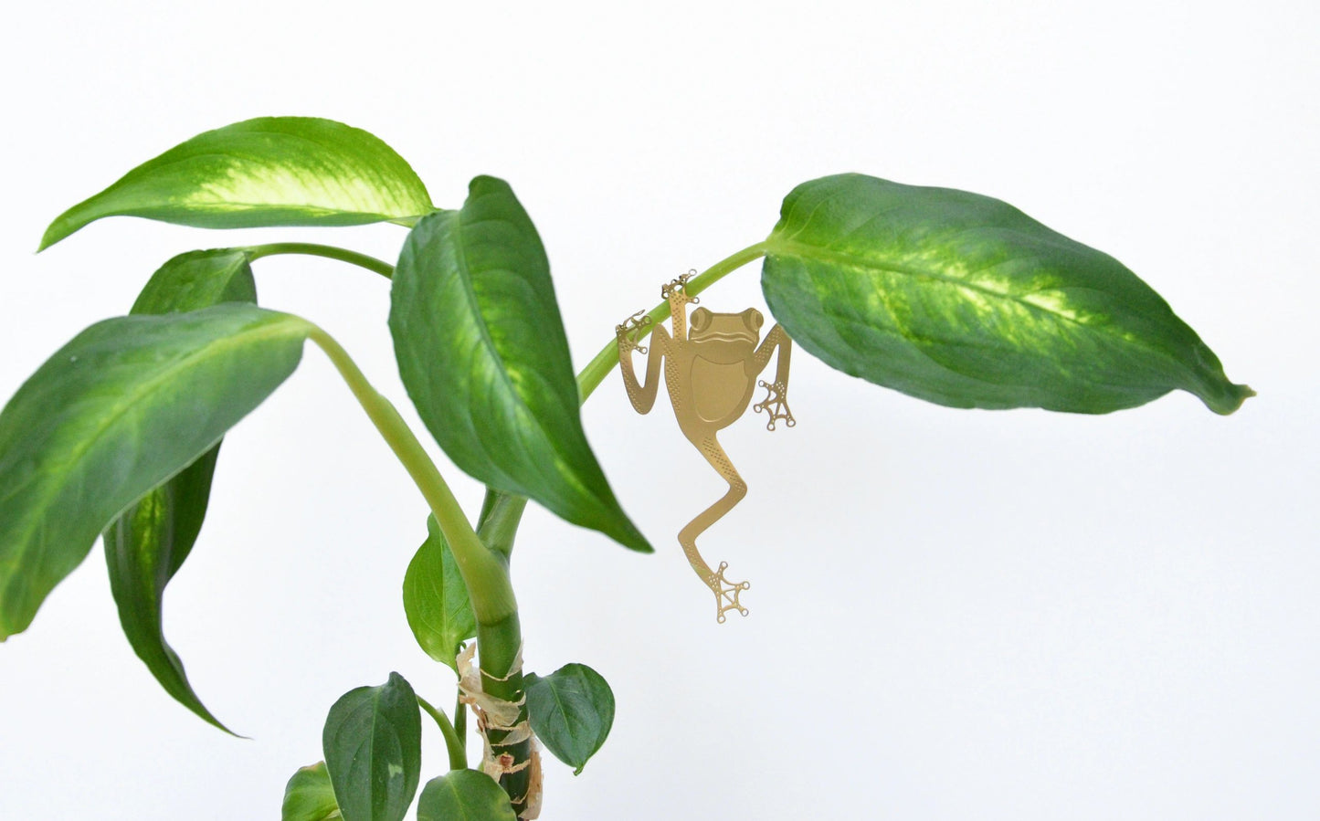 Plant Animal Tree Frog